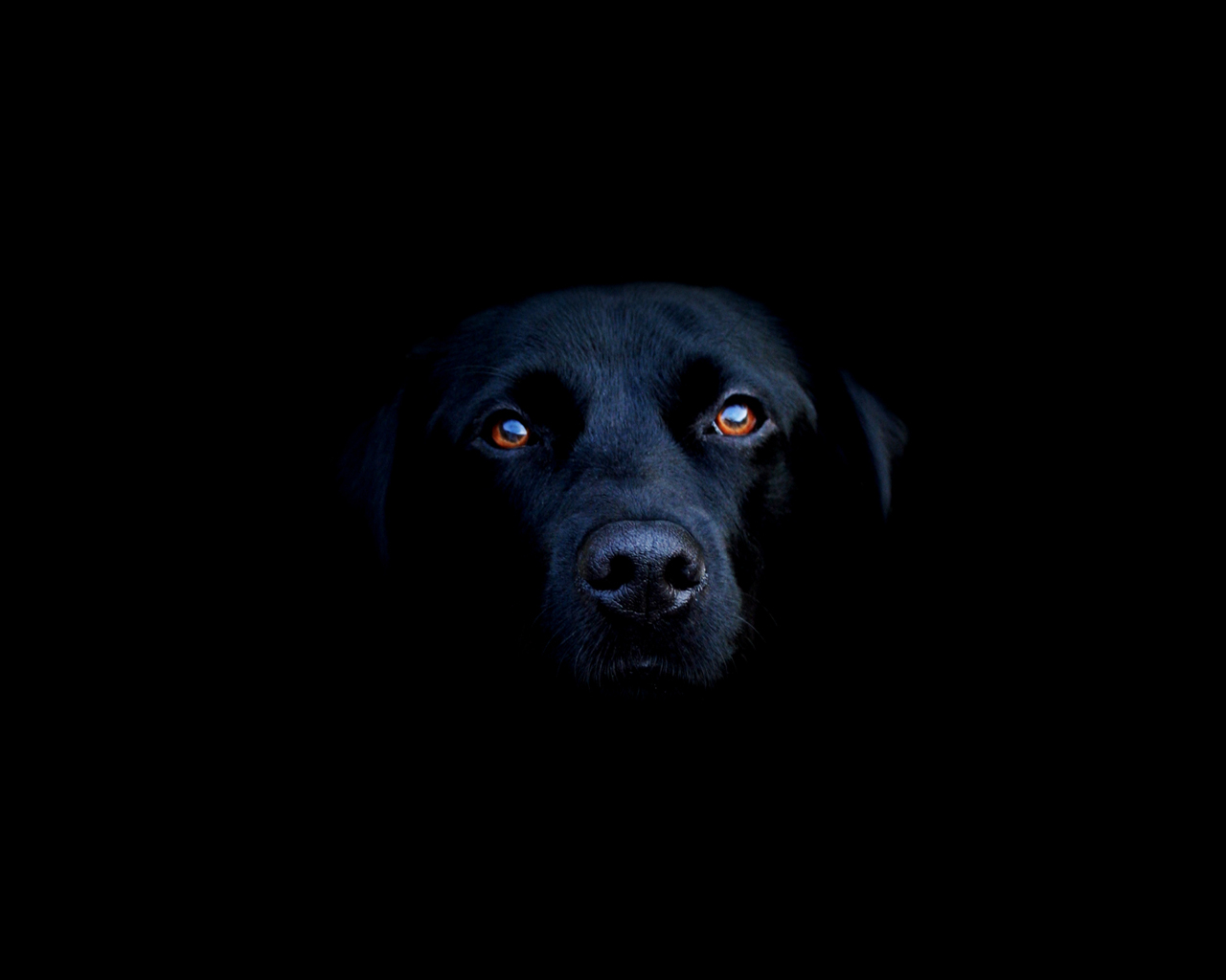 Fondo negro perro mirándote